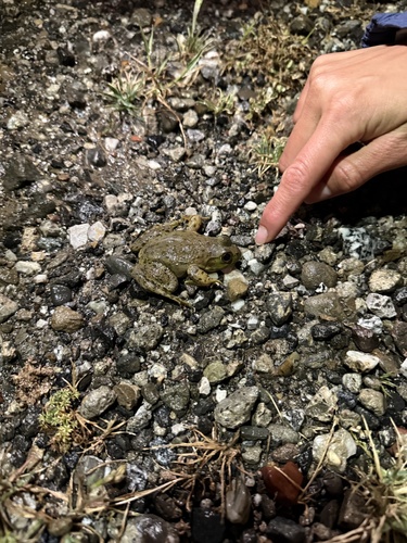 iNaturalist observation photo of American Bullfrog