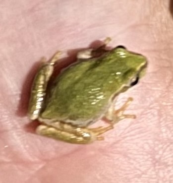 iNaturalist observation photo of Pacific chorus frog