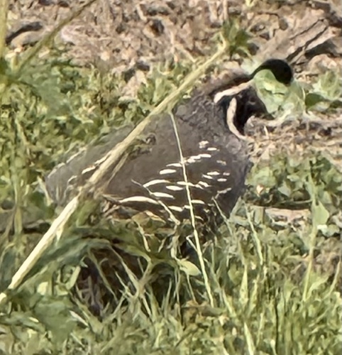 iNaturalist observation photo of California Quail
