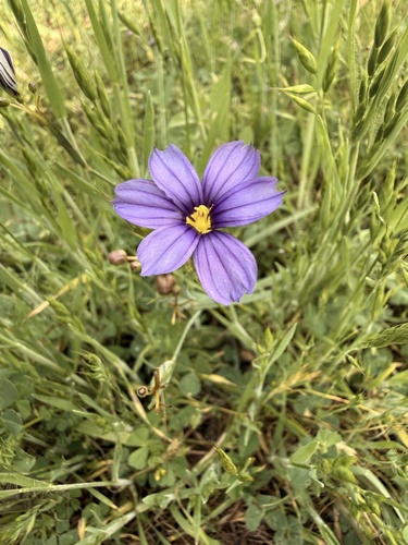 iNaturalist observation photo of western blue-eyed grass