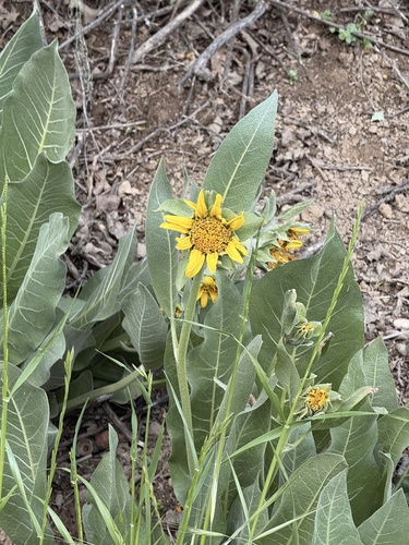 iNaturalist observation photo of Gray Mule-Ears