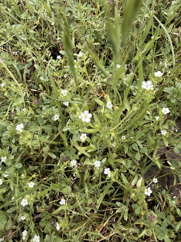iNaturalist observation photo of Popcornflowers