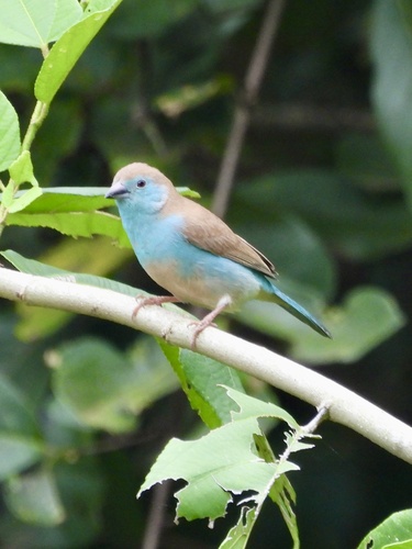 Southern Cordonbleu