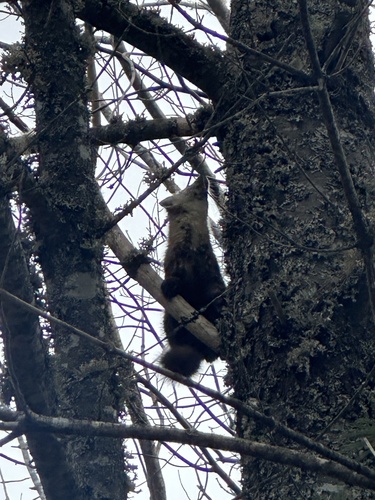 American Marten observed by amberbarkhouse44
