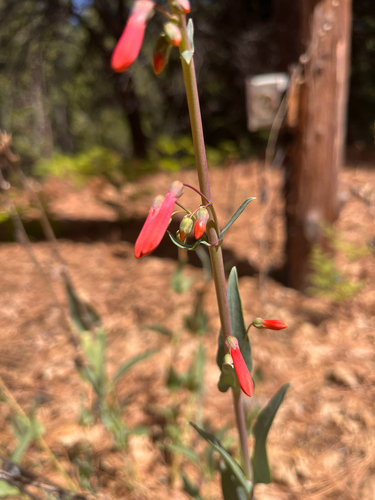 iNaturalist observation photo of scarlet bugler