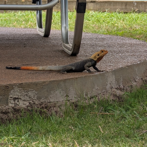 Peters's Rock Agama