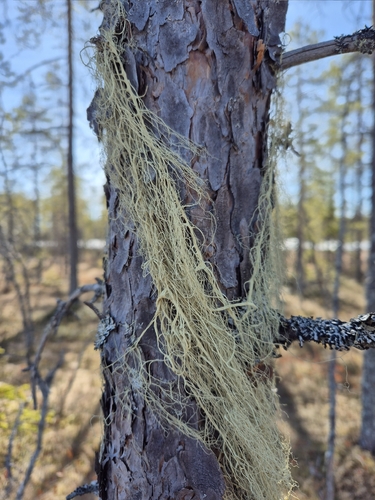 Witch's Hair