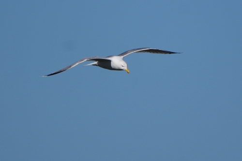 Avistamiento Gaviota patiamarilla