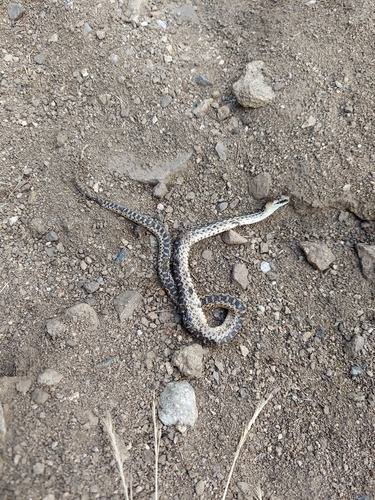 iNaturalist observation photo of Pacific Gopher Snake
