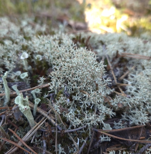 Thorn Lichen