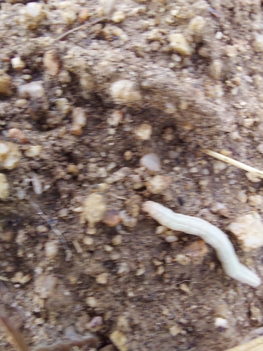 iNaturalist observation photo of Butterflies and Moths