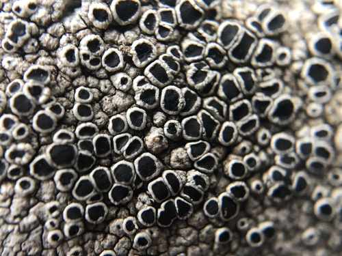 Black-eye Lichen