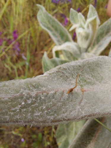 iNaturalist observation photo of woollypod milkweed