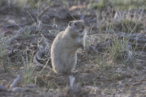 Wyoming Ground Squirrel observed by lylehamilton