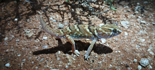 Namib Giant Ground Gecko