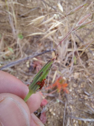 iNaturalist observation photo of Insects