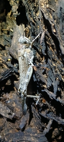 Tree Locust