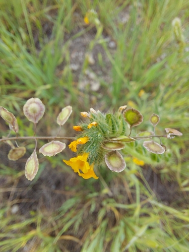 iNaturalist observation photo of sand fringepod