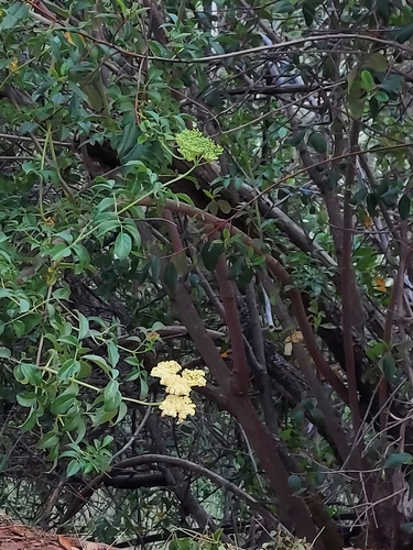 iNaturalist observation photo of Sambucus nigra