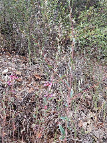 iNaturalist observation photo of Elegant Clarkia