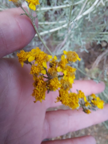 iNaturalist observation photo of Golden Yarrow