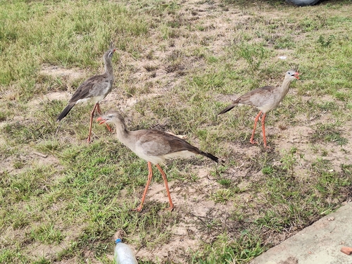 Red-legged Seriema