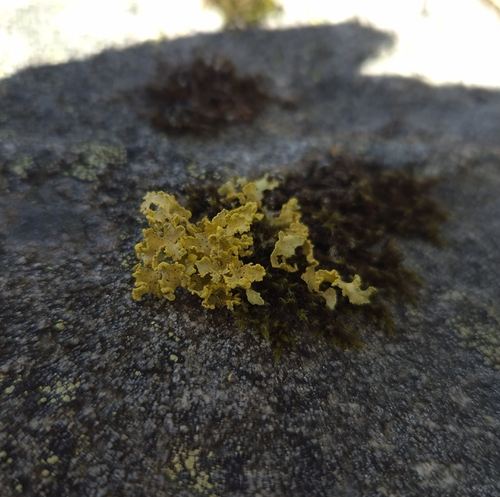Powdered Sunshine Lichen