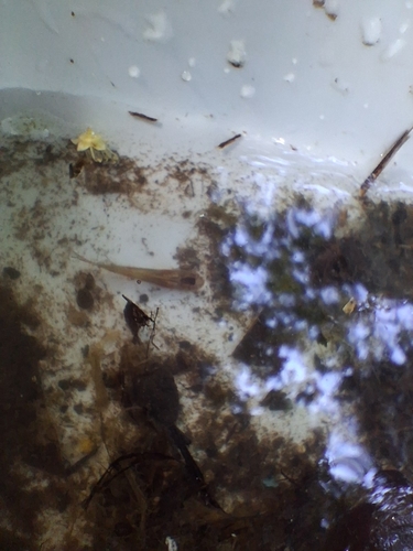 Poecilia reticulata