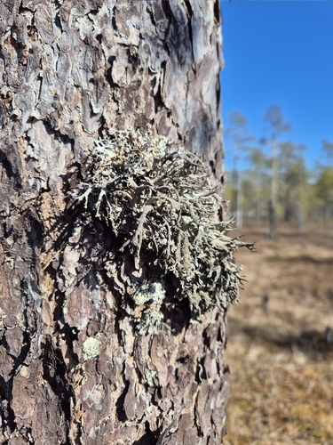 tree moss