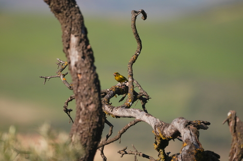 Avistamiento Chloris chloris