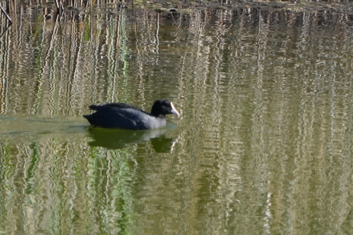 Avistamiento Fulica atra