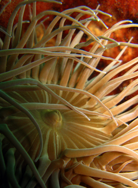 snakelocks anemone (Anemonia viridis) · iNaturalist