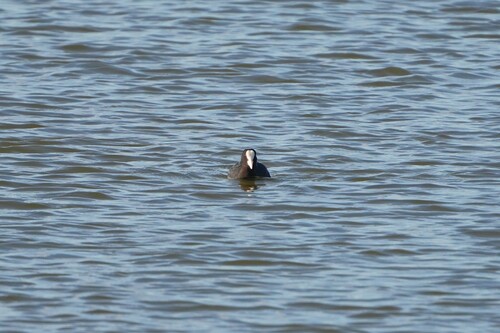 Avistamiento Fulica atra