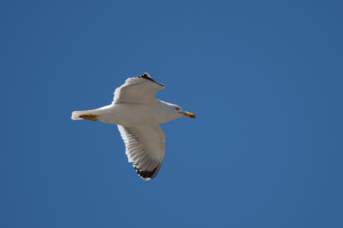 Avistamiento Gaviota patiamarilla