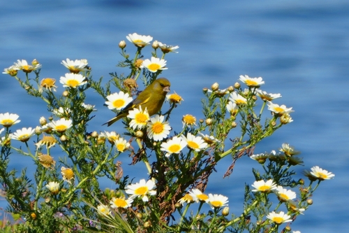 Avistamiento Chloris chloris
