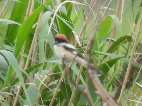 Woodchat Shrike