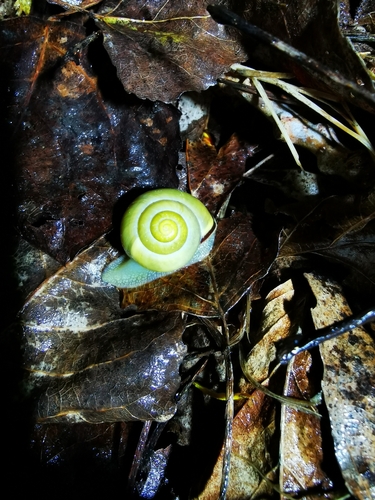 Cepaea nemoralis