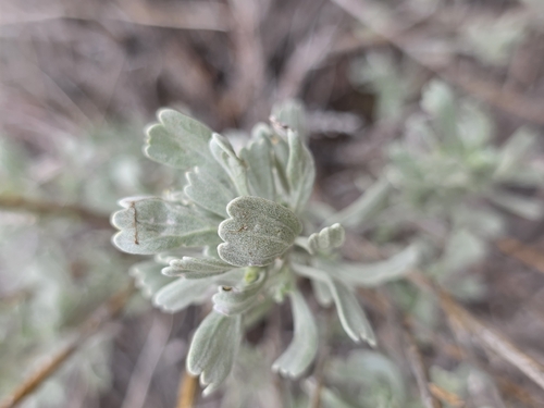 iNaturalist observation photo of Big Sagebrush