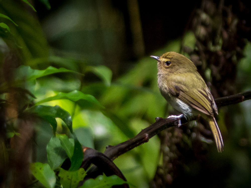 Drab-breasted Pygmy-Tyrant (Hemitriccus diops) photo