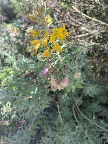 iNaturalist observation photo of Bladderpod
