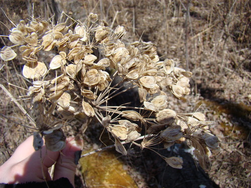 common cowparsnip