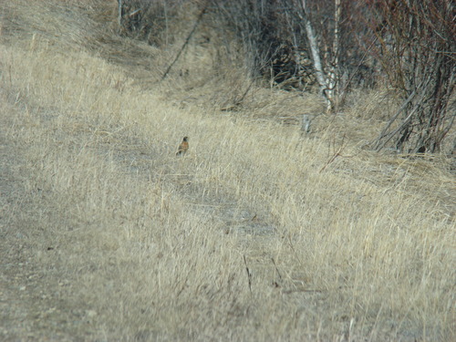 American Robin