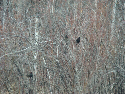 European Starling