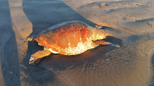 Caretta caretta