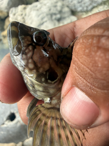Labrisomus conditus
