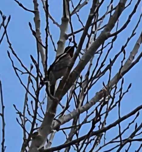 iNaturalist observation photo of Red-naped Sapsucker