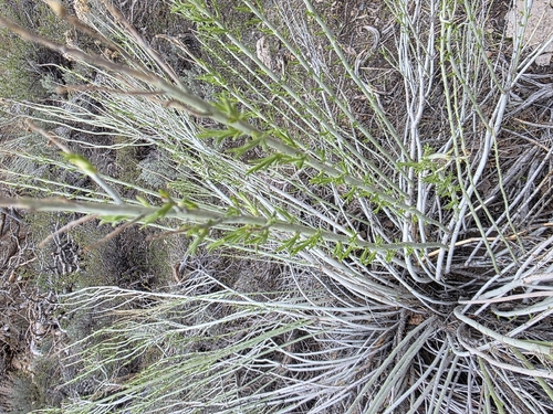 iNaturalist observation photo of Rubber Rabbitbrush