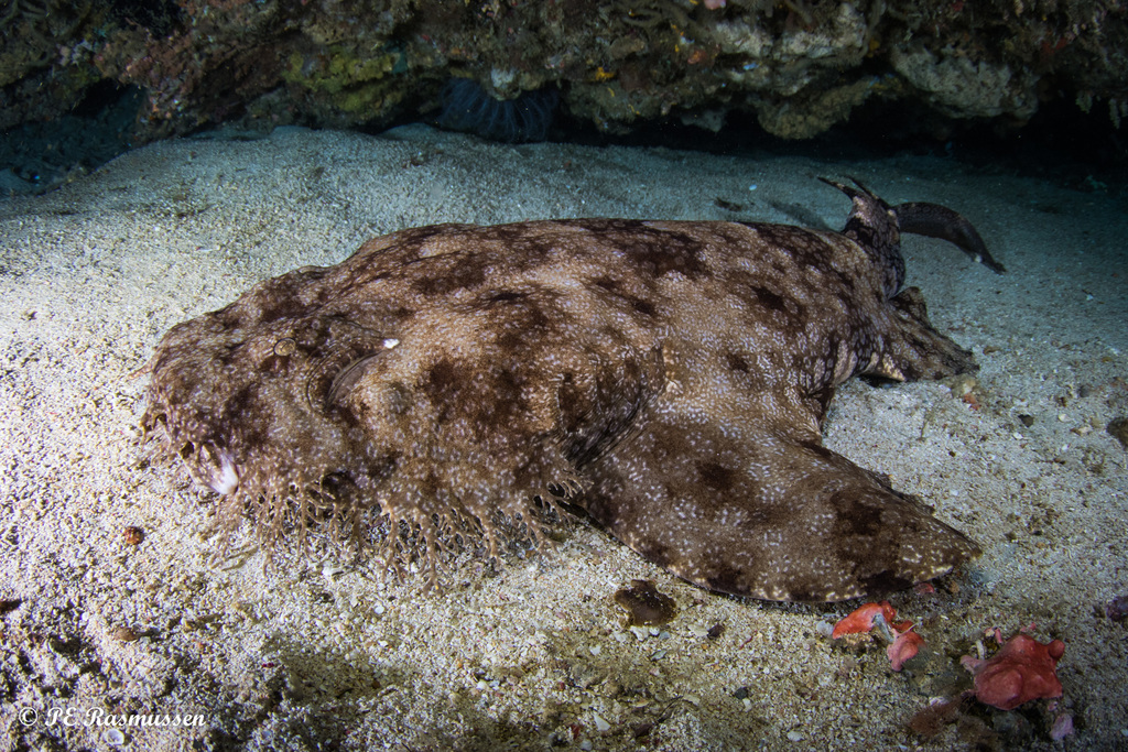 Tasselled wobbegong