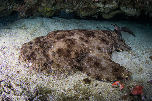 Eucrossorhinus dasypogon (Bleeker, 1867)