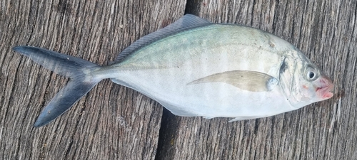 Silver Trevally